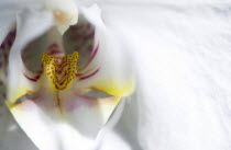 Plants, Flowers, Phalaenopsis, Orchid in full bloom of white petals with yellow and red lip.
