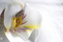 Plants, Flowers, Phalaenopsis, Orchid in full bloom of white petals with yellow and red lip.