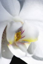 Plants, Flowers, Phalaenopsis, Orchid in full bloom of white petals with yellow and red lip.