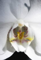 Plants, Flowers, Phalaenopsis, Orchid in full bloom of white petals with yellow and red lip.