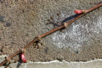 Plants, Climbers, Parthenocissus quinquefolia, New shoots and suckers holding vine of a Virginia creeper to a brick wall.