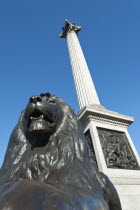 England, London, Trafalgar Square, Lion statue and Nelson's column.