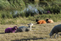 England, Suffolk, Southwold, Latitude Festival, Dyed sheep beside the lake.