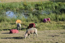 England, Suffolk, Southwold, Latitude Festival, Dyed sheep beside the lake.