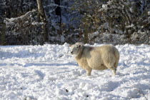 Agriculture, Farming, Animals, Pregnant sheep in snow.