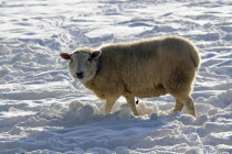 Agriculture, Farming, Animals, Sheep in snow.