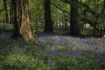 Ireland, County Roscommon, Boyle, Lough Key forest park, field of bluebells.