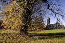 Ireland, County Roscommon, Boyle, Lough Key forest park, church ruin and autumnal trees.
