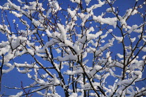 Ireland, County Mayo, Charlestown, melting snow on branches.