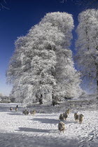 Ireland, County Sligo, Markree Castle grounds, sheep with frost covered tree.