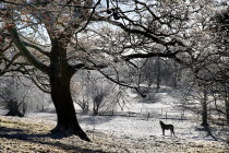 Ireland, County Sligo, MarkreeCcastle grounds, horse standing in frost covered landscape with overhanging tree.