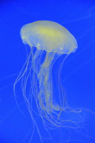 Mexico, Veracruz, Jellyfish native to Veracruz at the Veracruz Aquarium.