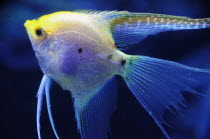 Mexico, Veracruz, Angel fish native to Veracruz at the Veracruz Aquarium.