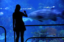 Mexico, Veracuz, Visitor silhouetted against glass, watching fish at the Aquarium, using mobile phone to take photograph.