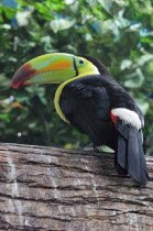 Mexico,Veracruz, Toucan native to Veracruz with bright, multi coloured bill perched on branch.