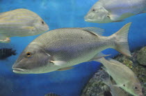 Mexico, Veracruz, Huachinango fish at the Veracruz Aquarium.