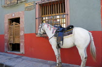 Mexico, Bajio, San Miguel de Allende, Horse tied up on street outside a cantina, a men only bar with saloon doors.