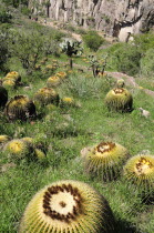 Mexico, Bajio, San Miguel de Allende, Botannical Gardens, Barrel cactus growing on rocky slope.,