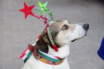 Mexico, Bajio, San Miguel de Allende, El Jardin, Dog dressed for Independence Day celebrations.