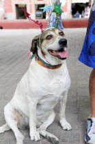 Mexico, Bajio, San Miguel de Allende, Dog dressed for Independence Day celebrations in El Jardin town square.