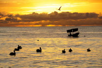 Mexico, Jalisco, Puerto Vallarta, Playa Olas Altas, Pelicans and fishing boat silhouetted on water at sunset.