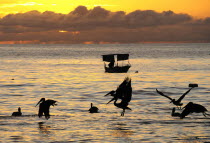 Mexico, Jalisco, Puerto Vallarta, Playa Olas Altas, Pelicans and fishing boat silhouetted on the water at sunset.