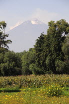 Mexico, Puebla, View of Popocatepetl volcanic cone with trees, flowers and crops growing in foreground.