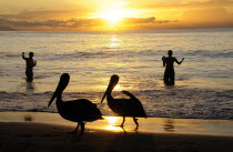 Mexico, Jalisco, Puerto Vallarta, Playa Olas Altas, Two pelicans on the beach and two fishermen standing knee deep in the water silhouetted at sunset.