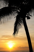 Mexico, Oaxaca, Puerto Escondido, Coconut palm silhouetted against sunset over Playa Zicatela.