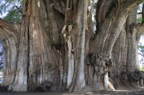 Mexico, Oaxaca, Santa Maria del Tule, Ancient cypress tree, Arbol del Tule.