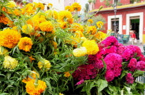 Mexico, Bajio, Guanajuato, Marigold bunches in Plaza de Baratillo.