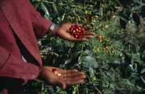 West Indies, Jamaica, Agriculture, cropped shot of person standing beside coffee bush holding ripe coffee beans on outstretched hands.