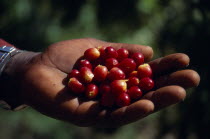 West Indies, Jamaica, Agriculture cropped shot of hand holding ripe coffee beans.