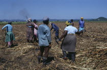 West Indies, Jamaica, Westmoreland parish women clearing sugar cane field after the cane has been cut on the eastern plantation.