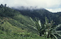 West Indies, Jamaica, Blue Mountains, tree covered hillside and low lying cloud.
