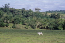 West Indies, Jamaica, Cockpit Country, Cow and Egret in lush green landscape.