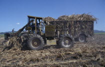 West Indies, Jamaica, Westmoreland Parish, mechanical harvesting of sugarcane.