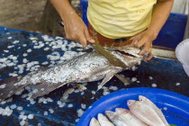 Thailand, Koh Samui, Thong Yang fishing village, grupa fish being de scaled.