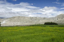 Nepal, Upper Mustang, Lo Manthang, Green fields under the blue sky.