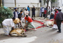 Bangladesh, Dhaka, Gulshan, Animals slaughtered in the street for the Muslim Eid-ul-Azha festival.