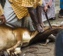 Bangladesh, Dhaka, Gulshan, Animals slaughtered in the street for the Muslim Eid-ul-Azha festival.