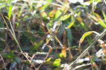 Bangladesh, Srimongal, Spider and fine web.