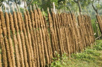 Bangladesh, Rajshahi, Sticks of cow dung drying in the sun to be used as fuel.