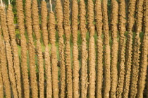 Bangladesh, Rajshahi, Sticks of cow dung drying in the sun to be used as fuel.