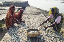 Bangladesh, Rajshahi, Women outside sorting tables of small fish which are drying in the sun.