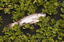 Bangladesh, Dhaka, Gulshan Lake, Fish dead on surface of polluted inner city lake.