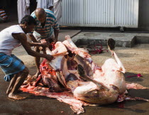 Bangladesh, Dhaka, Gulshan, Animals slaughtered in the street for the Muslim Eid-ul-Azha festival.