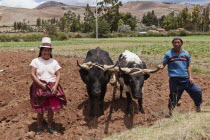 Peru, Chinchero, Husband and Wife farmers with their Oxen.