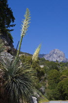 USA, California, Sequoia National Park, A Yucca Whippleb Percusa flower.