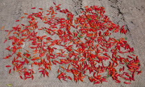 Laos, Drying Red Peppers in Village on the Mekong River.